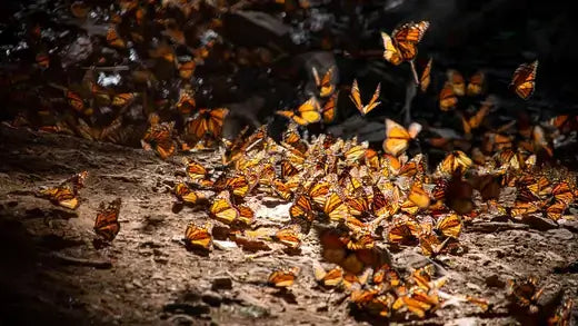 The Monarch Butterfly, An Endangered Beauty In The US - TN Nursery