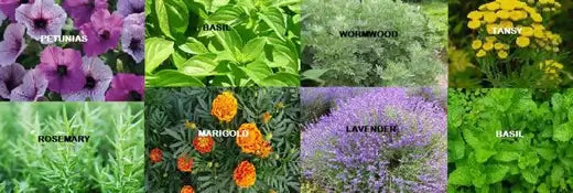 The Most Aromatic Plants | TN - TN Nursery