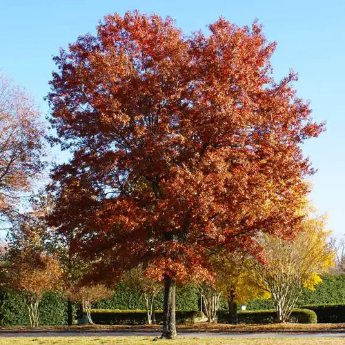 The Pin Oak: A Perfect Tree for Your Garden - TN Nursery