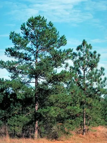 The shortleaf pine tree has many uses - TN Nursery