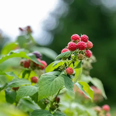 The Top Berry Plants for Pennsylvania: A Comprehensive Guide - TN Nursery