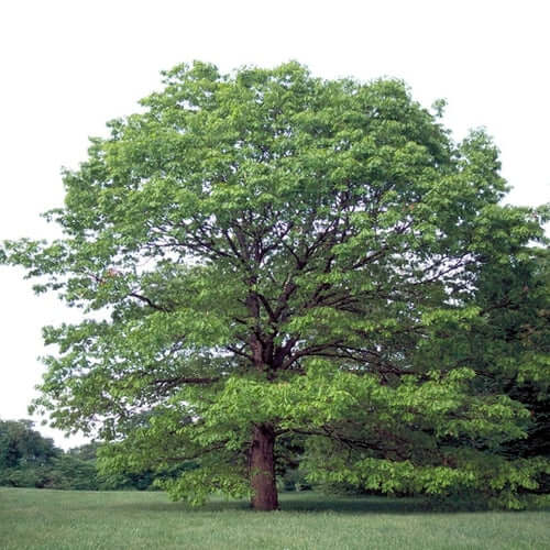The Top Reasons To Plant a Pretty White Oak Tree in Your Home or Office Garden - TN Nursery