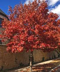 The Top Reasons You Should Plant a Red Oak - TN Nursery