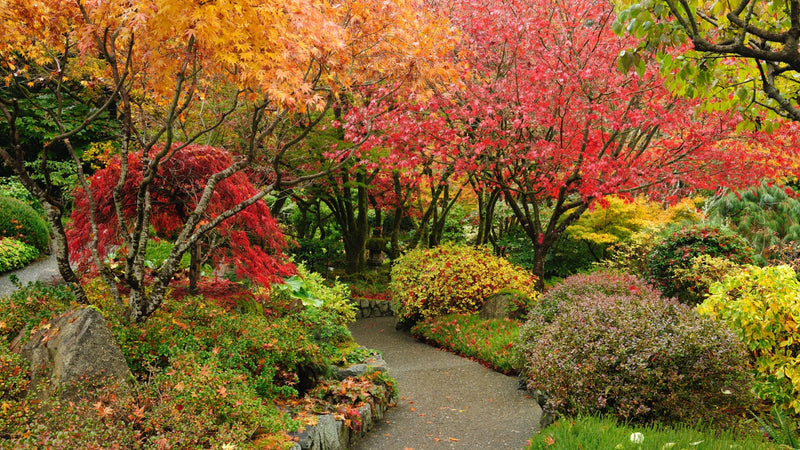 The Tranquil Beauty of Japanese Autumn Gardens - TN Nursery