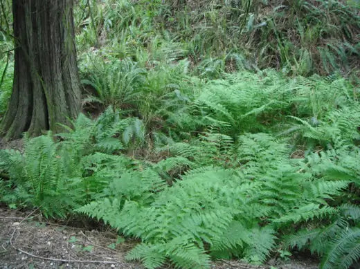 The Ultimate Guide to Growing Lady Ferns in Your Garden - TN Nursery