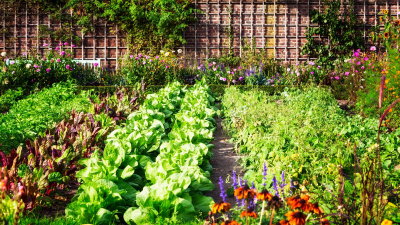 The Vegetable Gardener's Bible: Growing Your Own Produce - TN Nursery