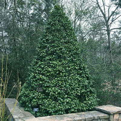 The Versatility of American Holly in Landscaping - TN Nursery