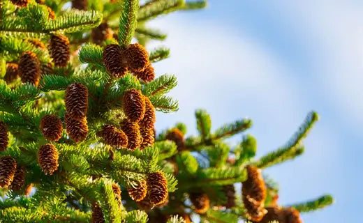 Three Evergreen Choices for Christmas Trees - TN Nursery