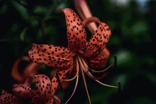 Tiger Lilies - A Complete Guide for Growth and Care - TN Nursery