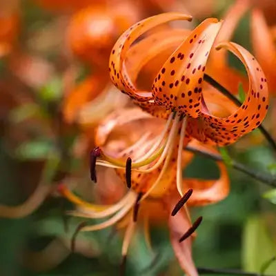 Tiger Lilies: Guide of Beauty and Symbolism Unveiled - TN Nursery