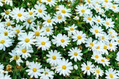Tips for Maintaining a Flower Garden - TN Nursery