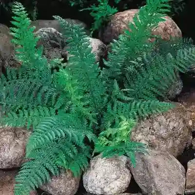 Tips for Planting and Growing Christmas Ferns - TN Nursery
