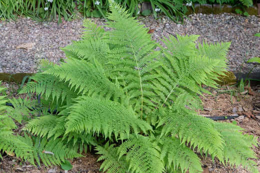 Tips For Planting And Growing Healthy Native ferns - TN Nursery