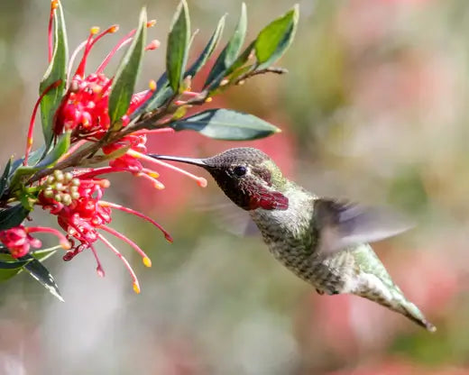 TN Nursery 3 Top Plants to Attract Hummingbirds to your Gardens - TN Nursery