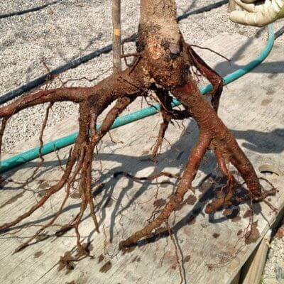 TN Nursery - Forbes Feature Bare Root Plants - TN Nursery