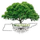 TN Nursery Reviews - TN Nursery