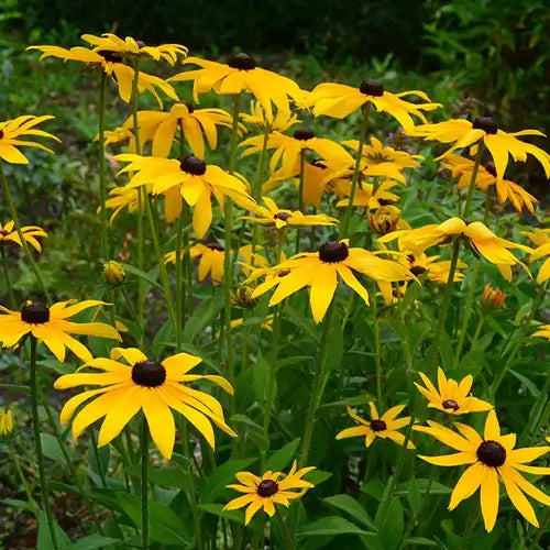 Top 10 Plants to Attract Pollinators - TN Nursery