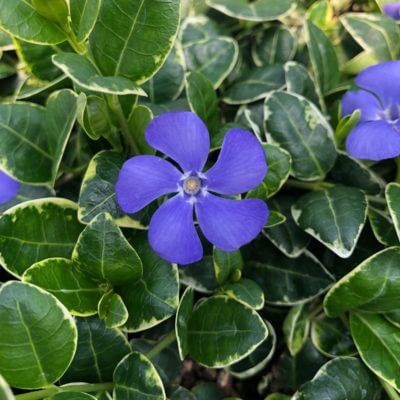 Top 10 Shade Perennials For Every Garden - TN Nursery