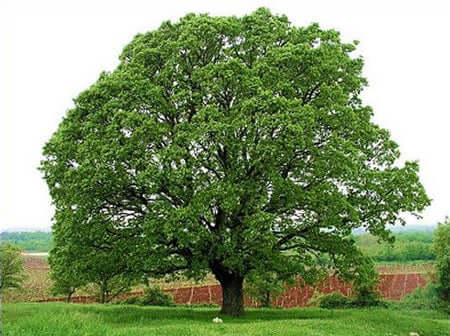 Towering Oak Trees and How They Help - TN Nursery