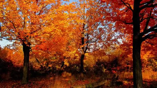 Trees For A Colorful Autumn | Information - TN Nursery