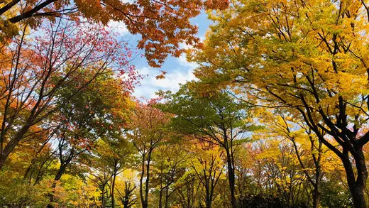 Trees for Fall Planting - Plants and Trees Info - TN Nursery