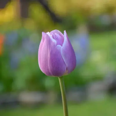 Triumph Lavender Tulips - TN Nursery