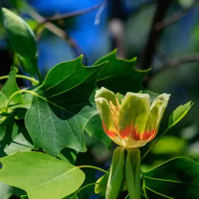 Tulip "Poplar" Tree Information - TN Nursery