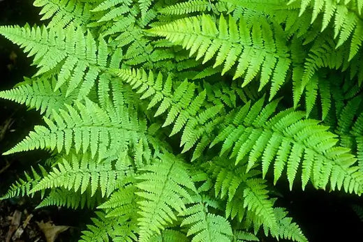 Types of Native Ferns and Their Different Features - TN Nursery