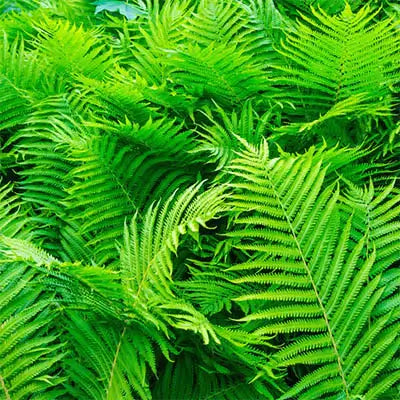 Types of Native Ferns Suitable As Focal Points - TN Nursery