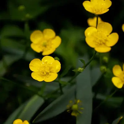 Understanding the Ecological Role of Creeping Buttercup - TN Nursery