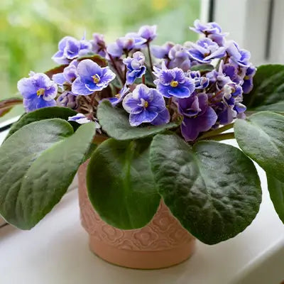 Unleash the Beauty of Violets: The Ultimate Guide to Growing and Caring for Violet Plants - TN Nursery