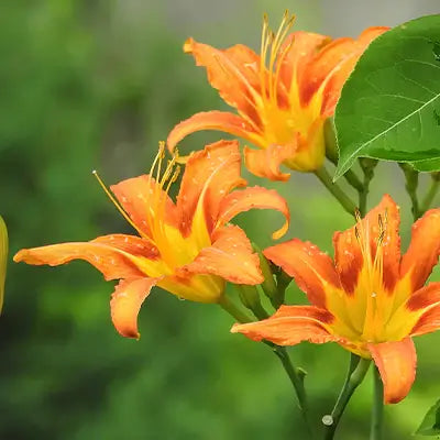 Unleashing the Vibrant Beauty of Orange Day Lilies: All You Need to Know - TN Nursery
