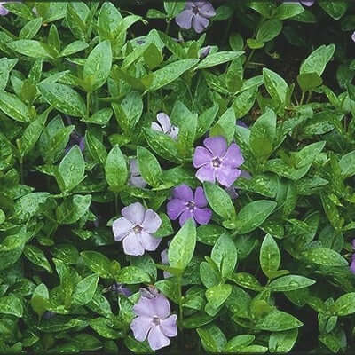 Vinca Minor covering the ground in a garden.