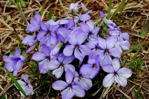 Viola Pedata - Origin, Species and Attributes - TN Nursery