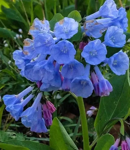 Virginia Bluebells, a Beautiful Spring Species - TN Nursery