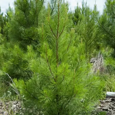 Virginia Pine Seedlings Uses In Landscaping - TN Nursery
