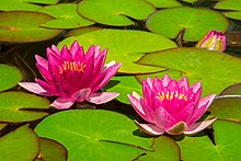 Water Lilies - TN Nursery