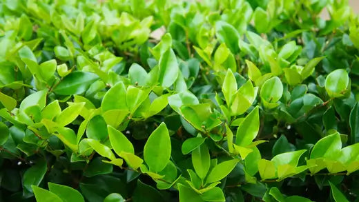 Wax Leaf Privet: A Resilient, Low-Maintenance, and Versatile Shrub - TN Nursery