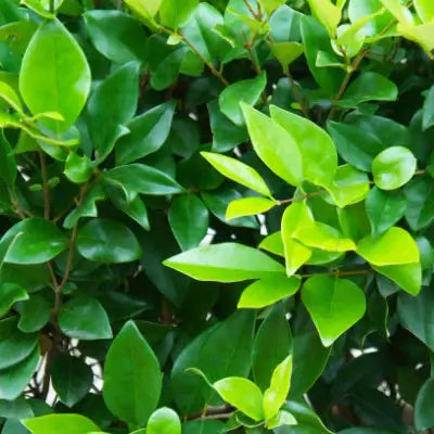 Wax Leaf Privet Tree - TN Nursery