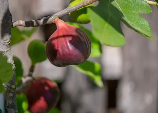 What are Brown Turkey Fig Trees? - TN Nursery