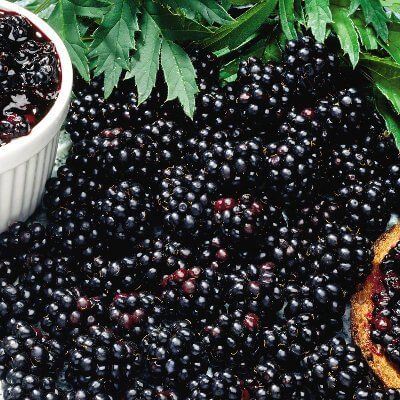 What Are Dewberries and What Are Their Benefits - TN Nursery