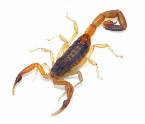 What are Garden Scorpions and Their Role in Nature? - TN Nursery
