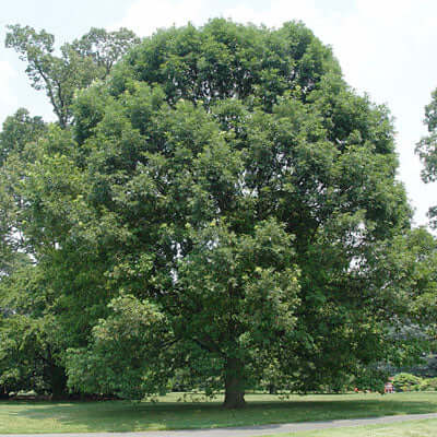 What Are the Top Features of the White Oak Tree? - TN Nursery