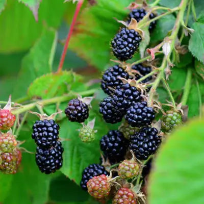 What is a Blackberry Plant? - TN Nursery