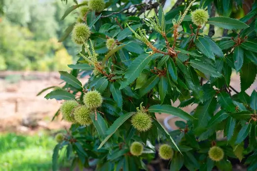 A Chinese chestnut tree in full bloom.