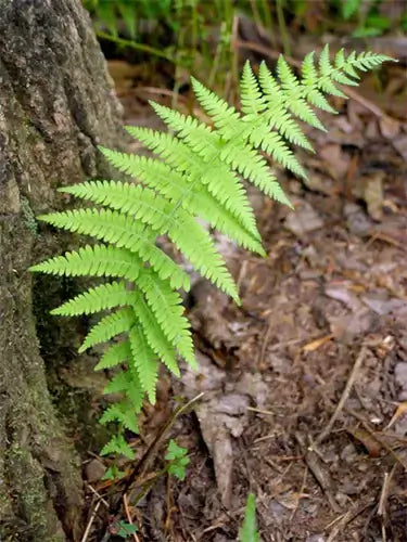 What Is a Fern? Expert Tips On Growing and Planting - TN Nursery
