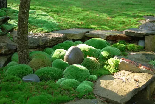 What Moss Is, and Landscaping With It - TN Nursery