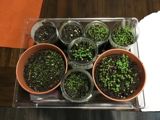 When you find yourself Growing Fresh Herbs - TN Nursery