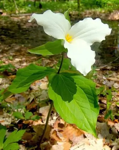 Where does the Great White Trillium grow? - TN Nursery