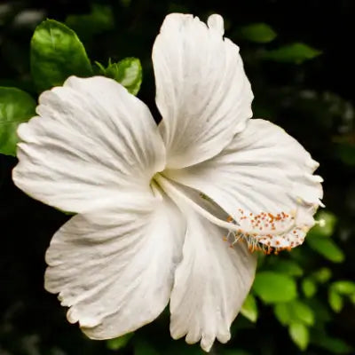 White Hibiscus Tree - TN Nursery